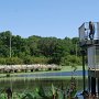 Egret Colony on Avery Island, LA