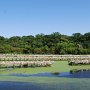 Egret Colony