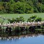 Egret Colony