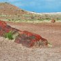 Petrified Forest, AZ