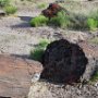 Petrified Forest, AZ