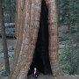 Giant Sequoias
