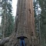 Giant Sequoias