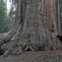 Giant Sequoias