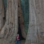 Giant Sequoias