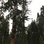 Giant Sequoias