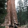 Giant Sequoias