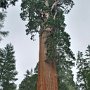 Giant Sequoias