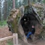 Giant Sequoias