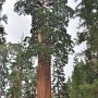 Giant Sequoias