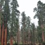 Giant Sequoias