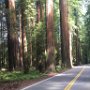 Redwoods and the Avenue of Giants