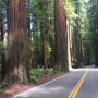 Redwoods and the Avenue of Giants