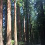 Redwoods and the Avenue of Giants