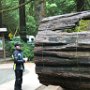 Redwoods and the Avenue of Giants