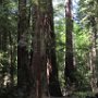 Redwoods and the Avenue of Giants