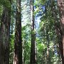 Redwoods and the Avenue of Giants