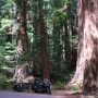 Redwoods and the Avenue of Giants
