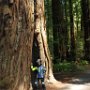 Redwoods and the Avenue of Giants