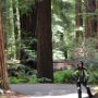 Redwoods and the Avenue of Giants