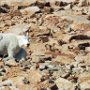 Mountain Goats!