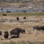 Yellowstone!