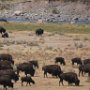 Yellowstone!