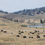 Yellowstone!