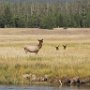 Yellowstone!