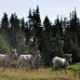 Bighorn Sheep!