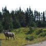 Bighorn Sheep!