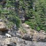 Mountain Goat!