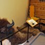 National Buffalo Museum in Jamestown, North Dakota.