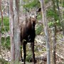 The Cabot Trail