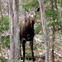 The Cabot Trail