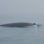 Minke whale (approx. 21 ft)