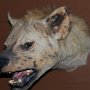 Hyena